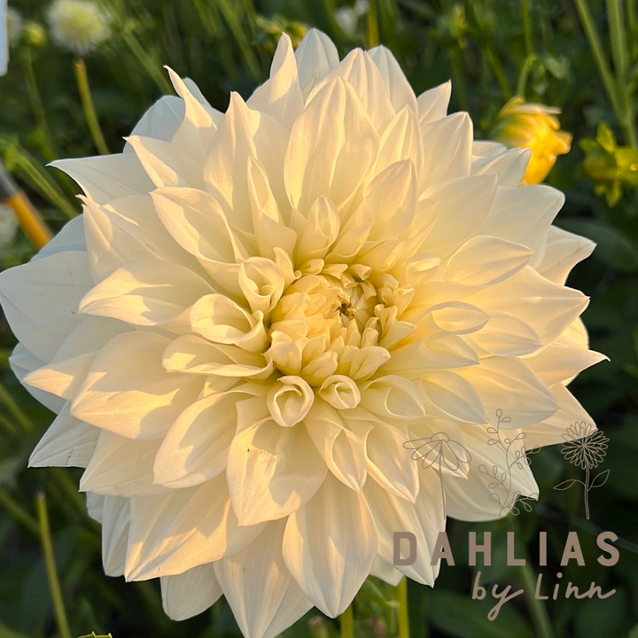 Dahlia White Perfection