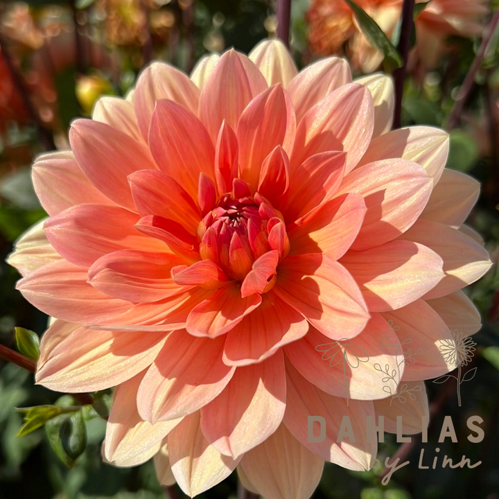 Dahlia Yvonne
