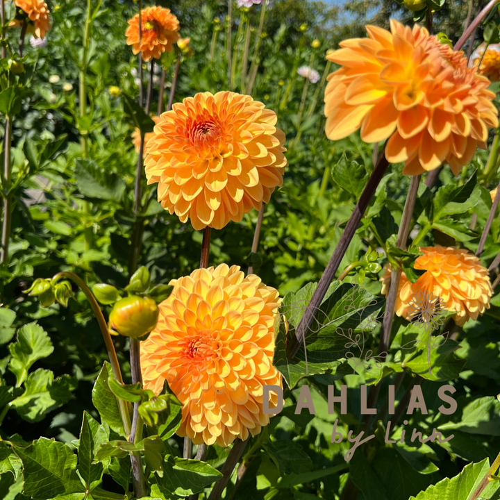 Dahlia Amber Crystal