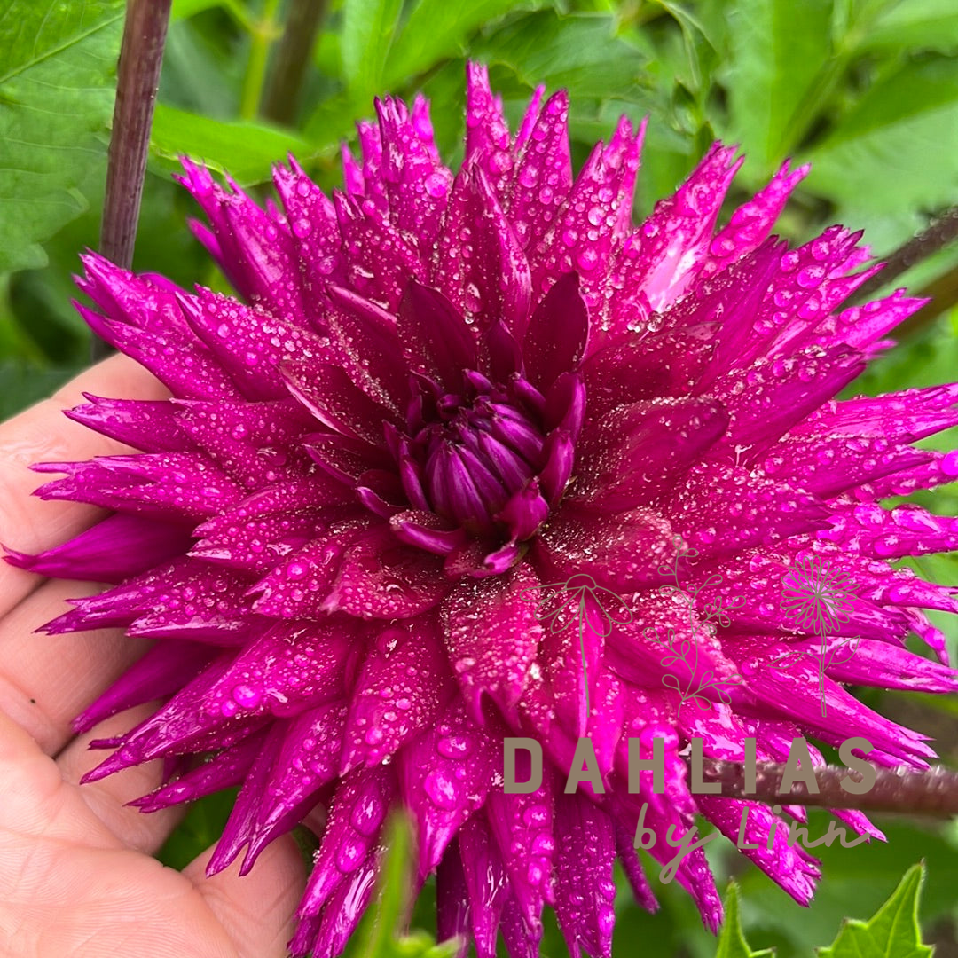 Dahlia Ambition