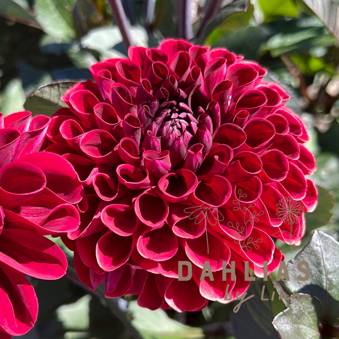 Dahlia Baccara