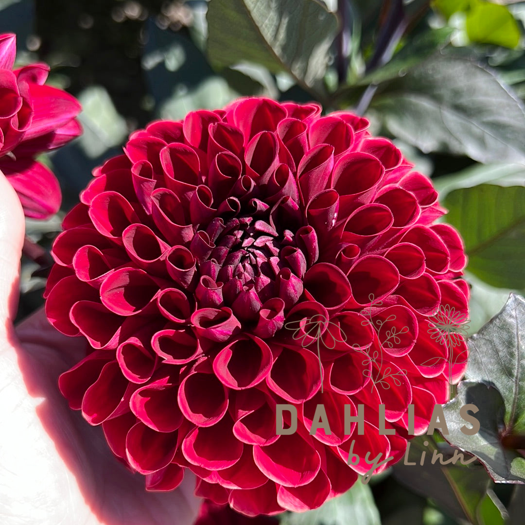 Dahlia Baccara