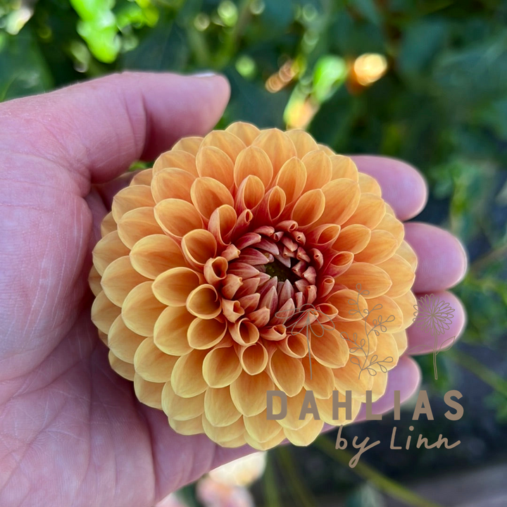 Dahlia Beatrice