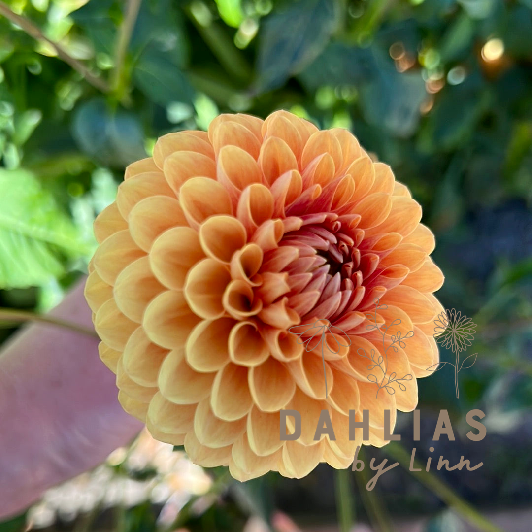 Dahlia Beatrice
