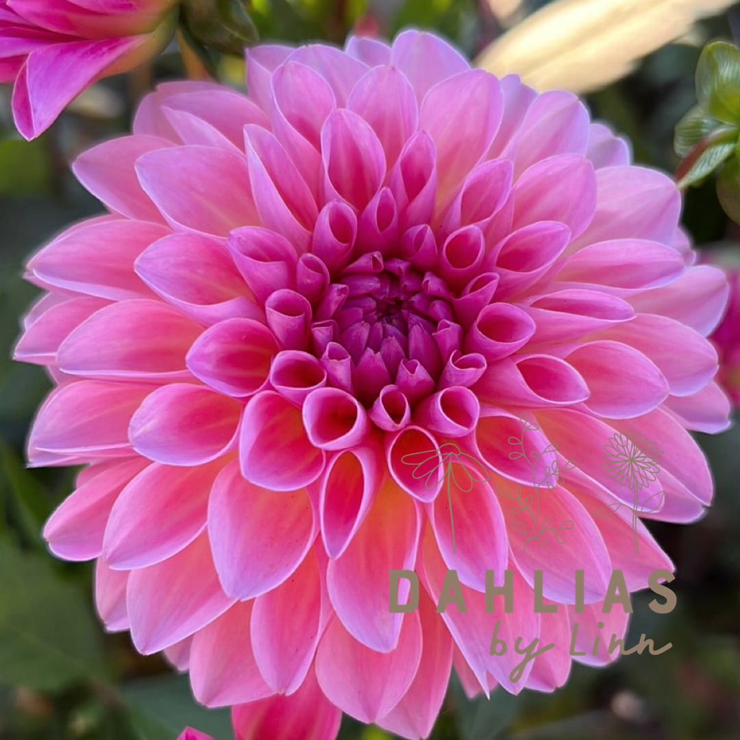 Dahlia Esli