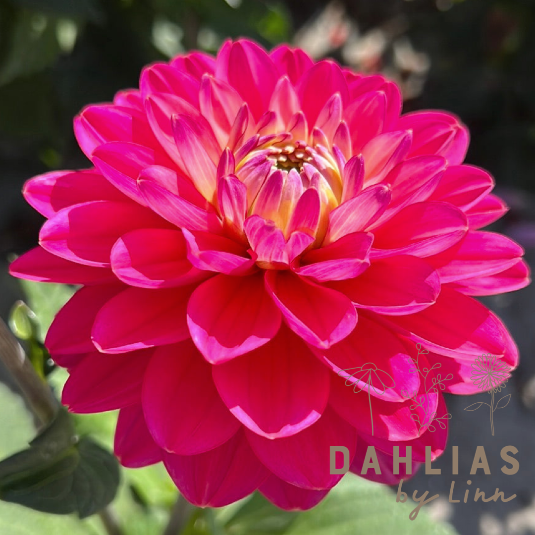 Dahlia Melody Allegro Pink