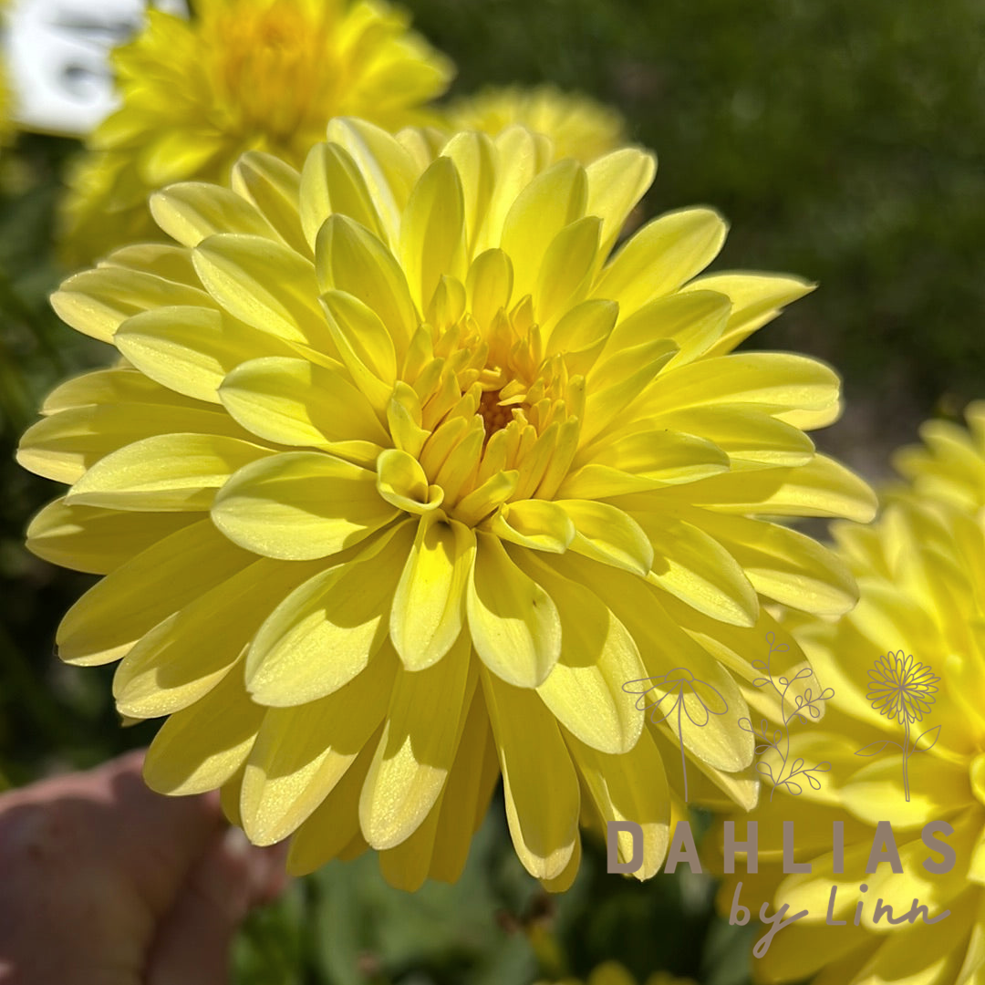 Dahlia Melody Latin