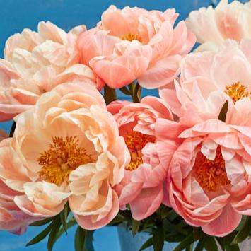 Luktpion 'Coral Sunset'