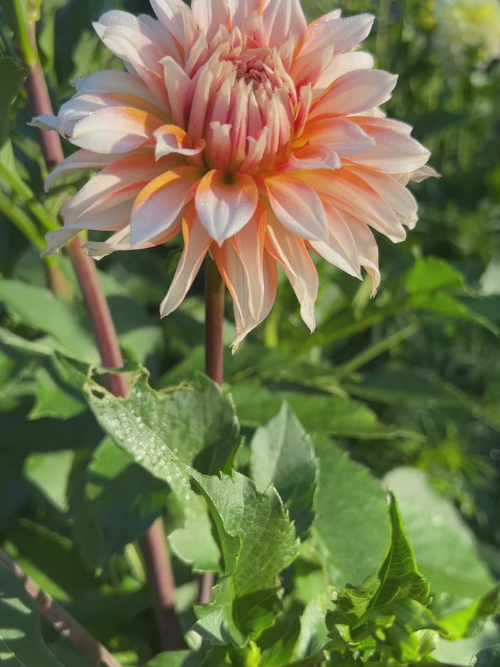 Dahlia Orange and Snow