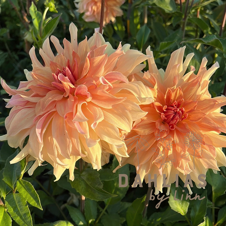 Dahlia Big brother
