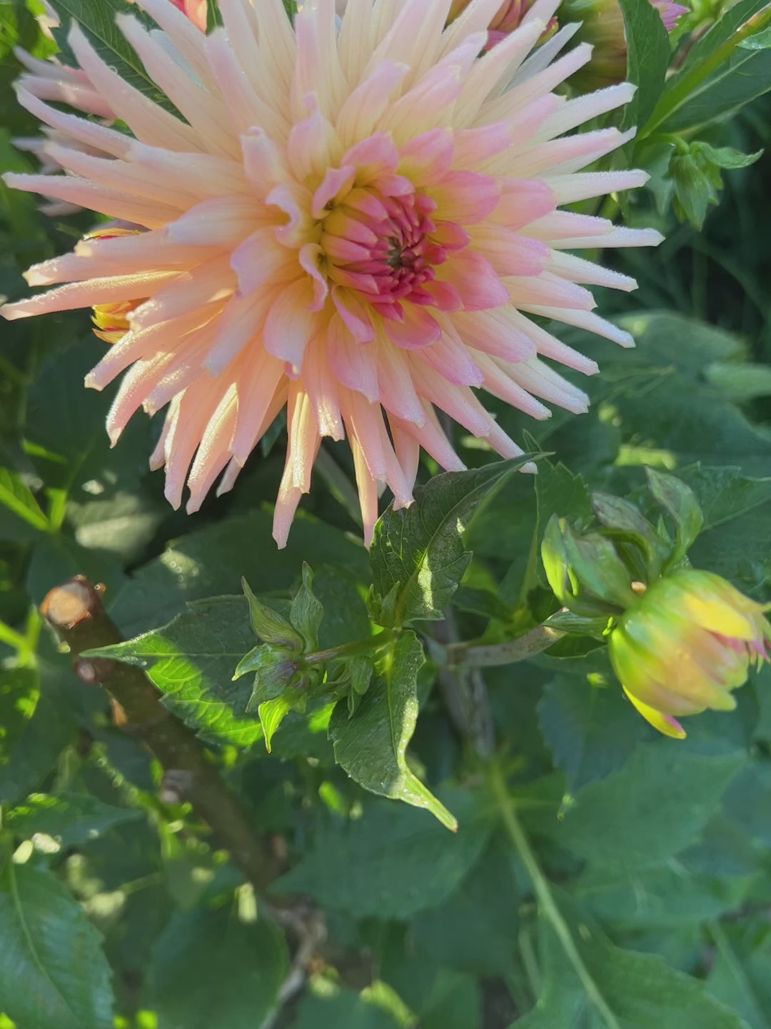 Dahlia Henriette