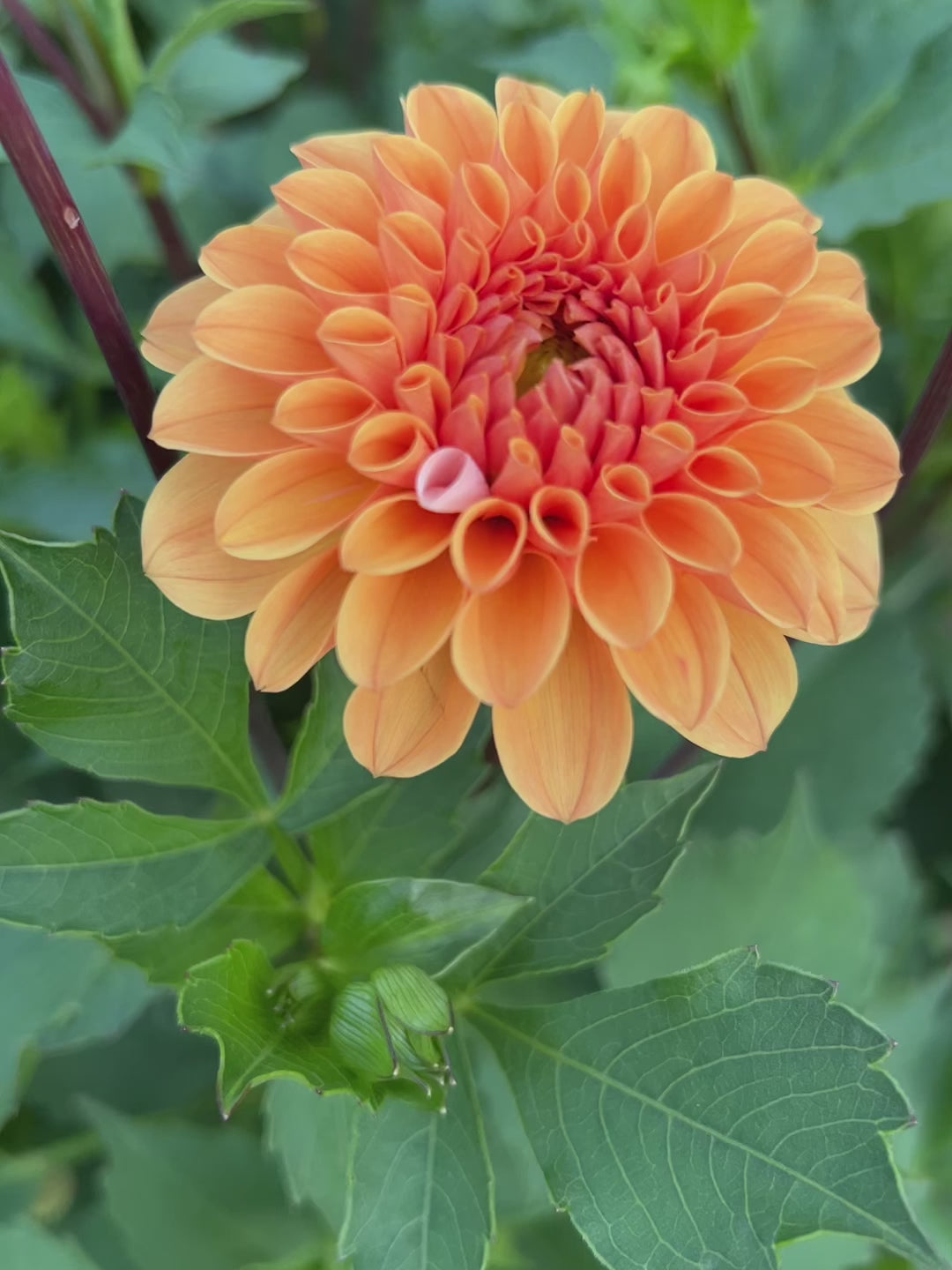 Dahlia Ralphie