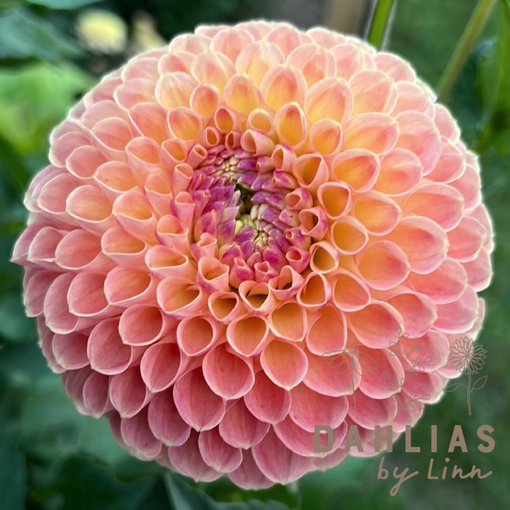 Dahlia Jowey Paula