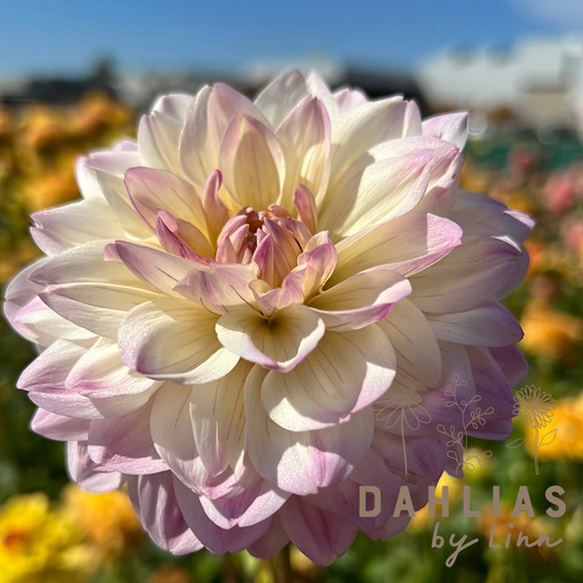 Dahlia Sturm Kika Nyhet!