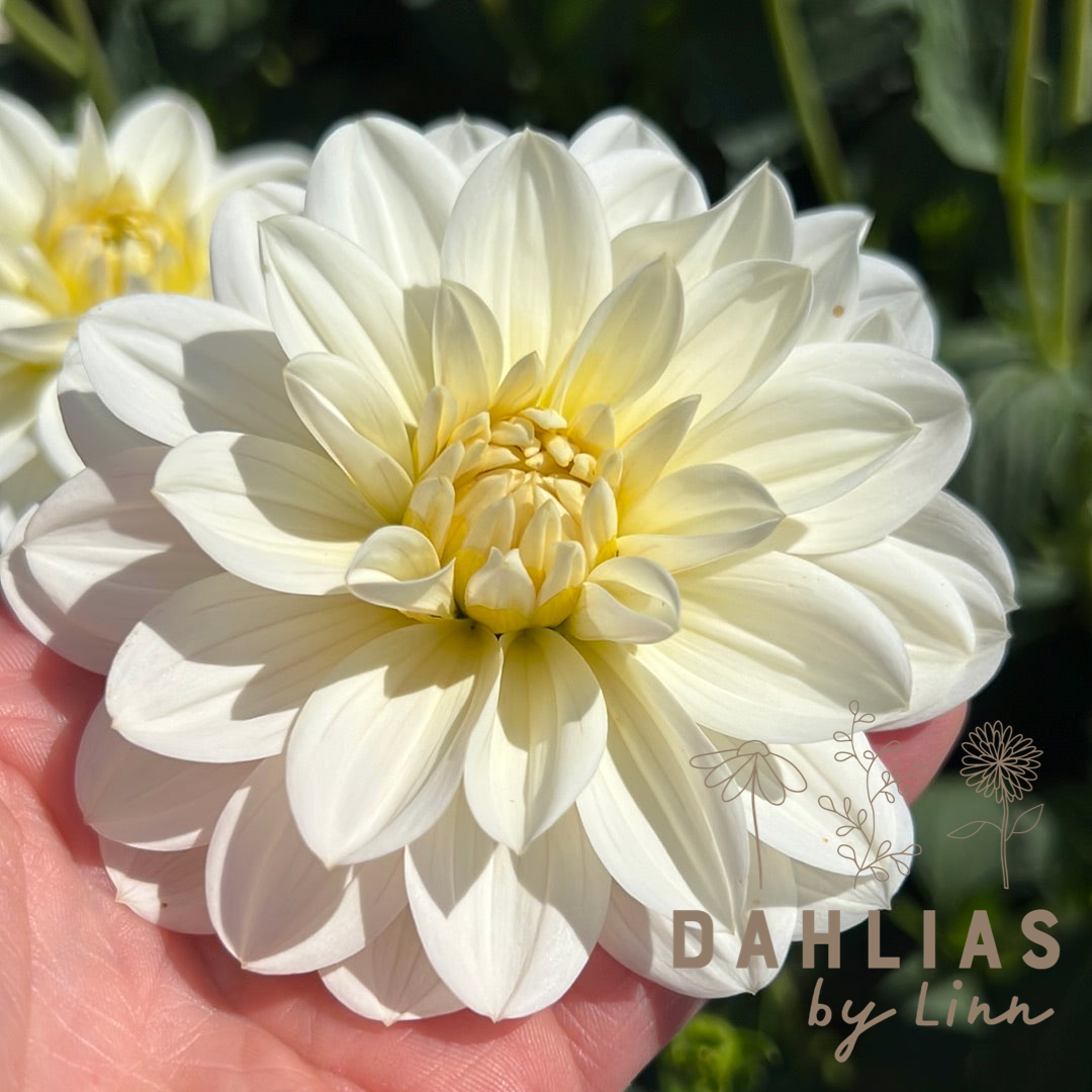Dahlia White Onesta Utgår!