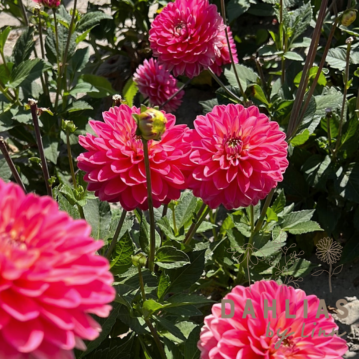 Dahlia Melody Allegro