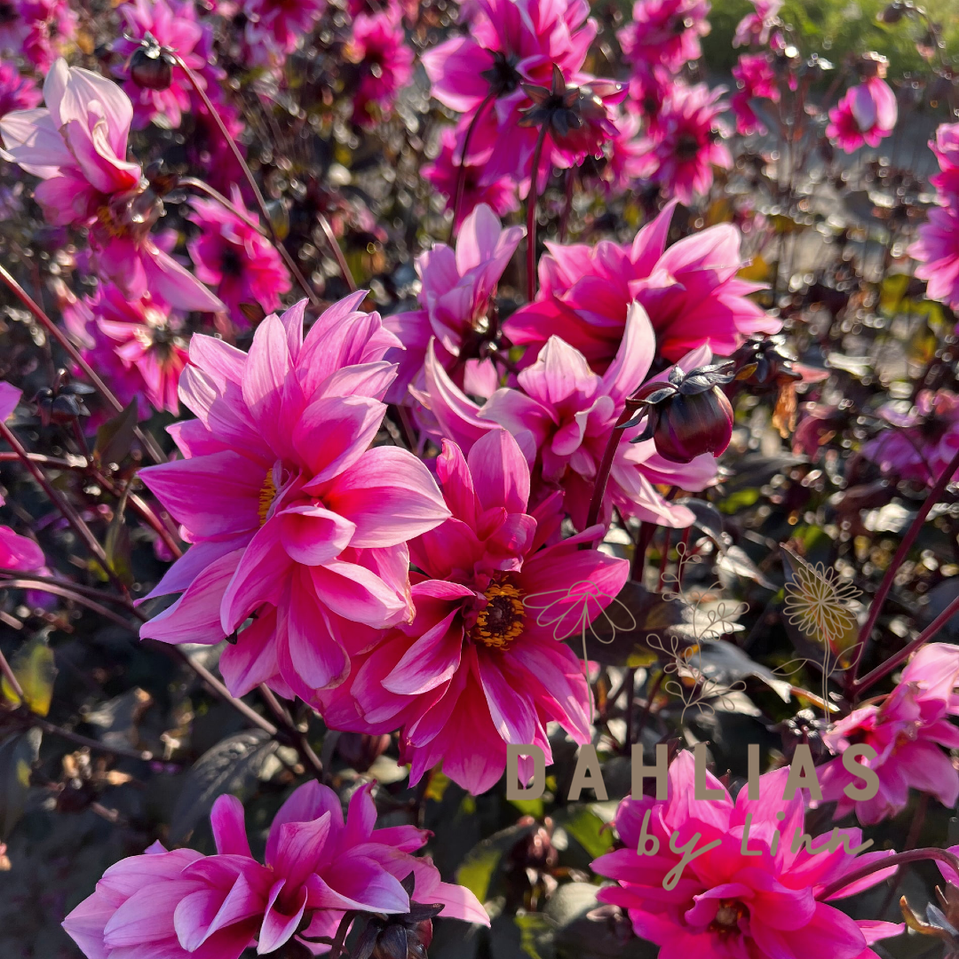 Dahlia Fascination