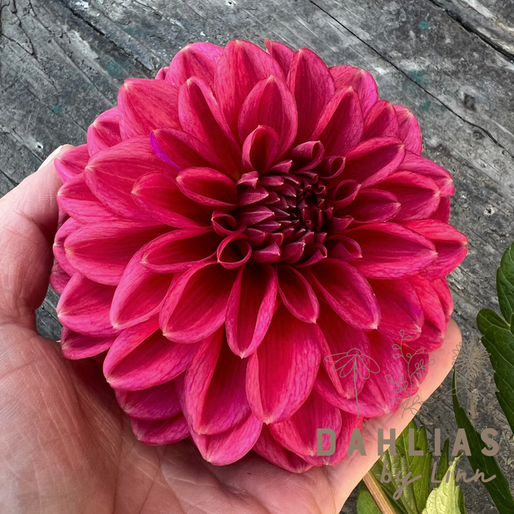 Dahlia Perch Hill