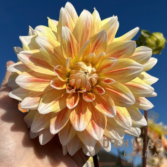 Dahlia Peaches and Cream Utgår!