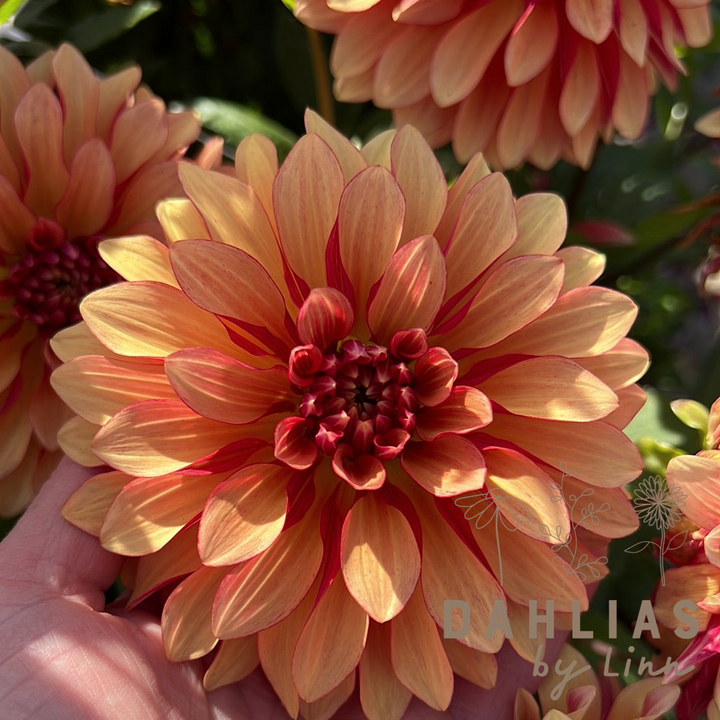 Dahlia Miss Brandy