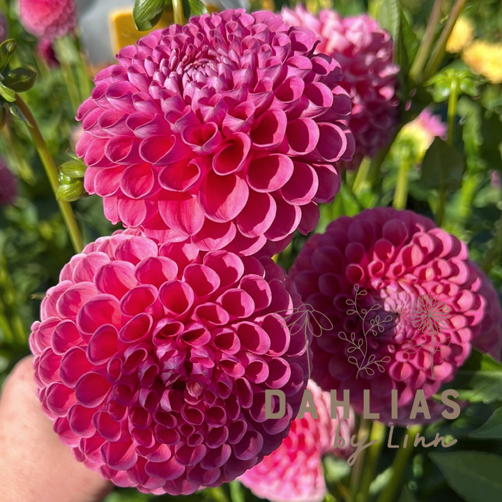 Dahlia Jowey Frambo UTGÅR!