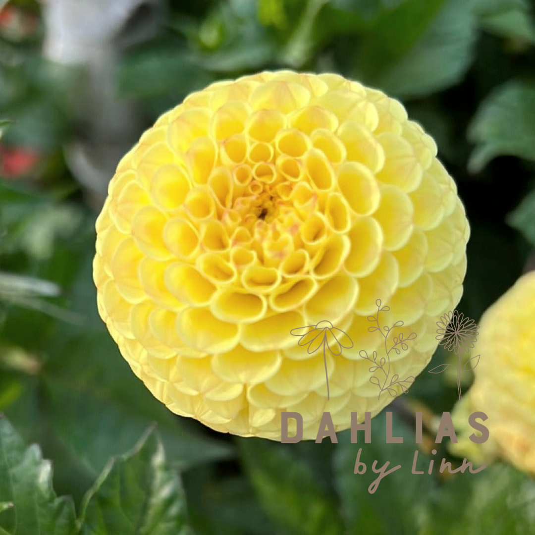 Dahlia Buttercup