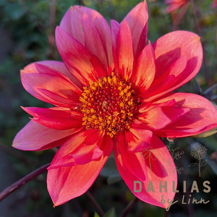Dahlia Princess Nadine – Dahlias By Linn