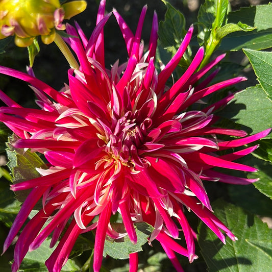 Dahlia Samourai