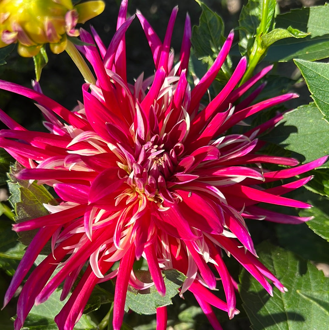 Dahlia Samourai