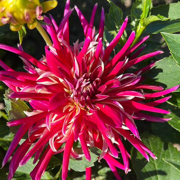 Dahlia Samourai