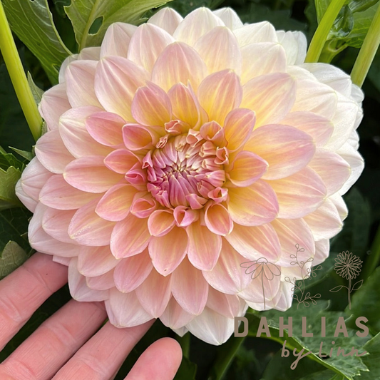Dahlia Maya UTGÅR!