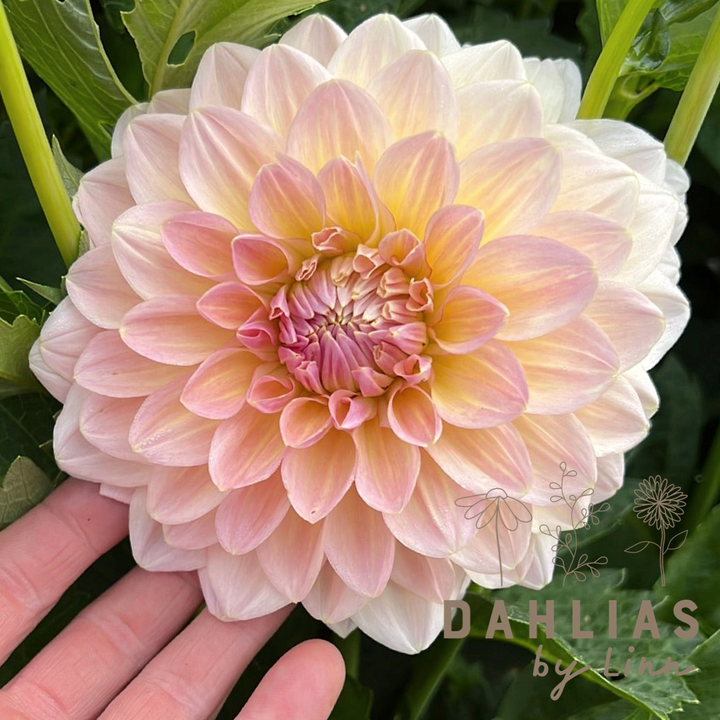 Dahlia Maya UTGÅR!