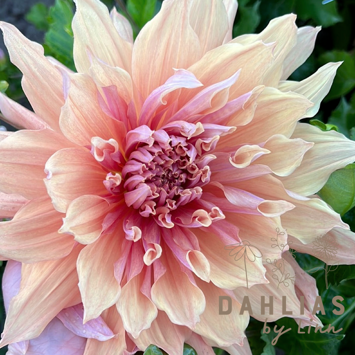 Dahlia Mango madness UTGÅR!