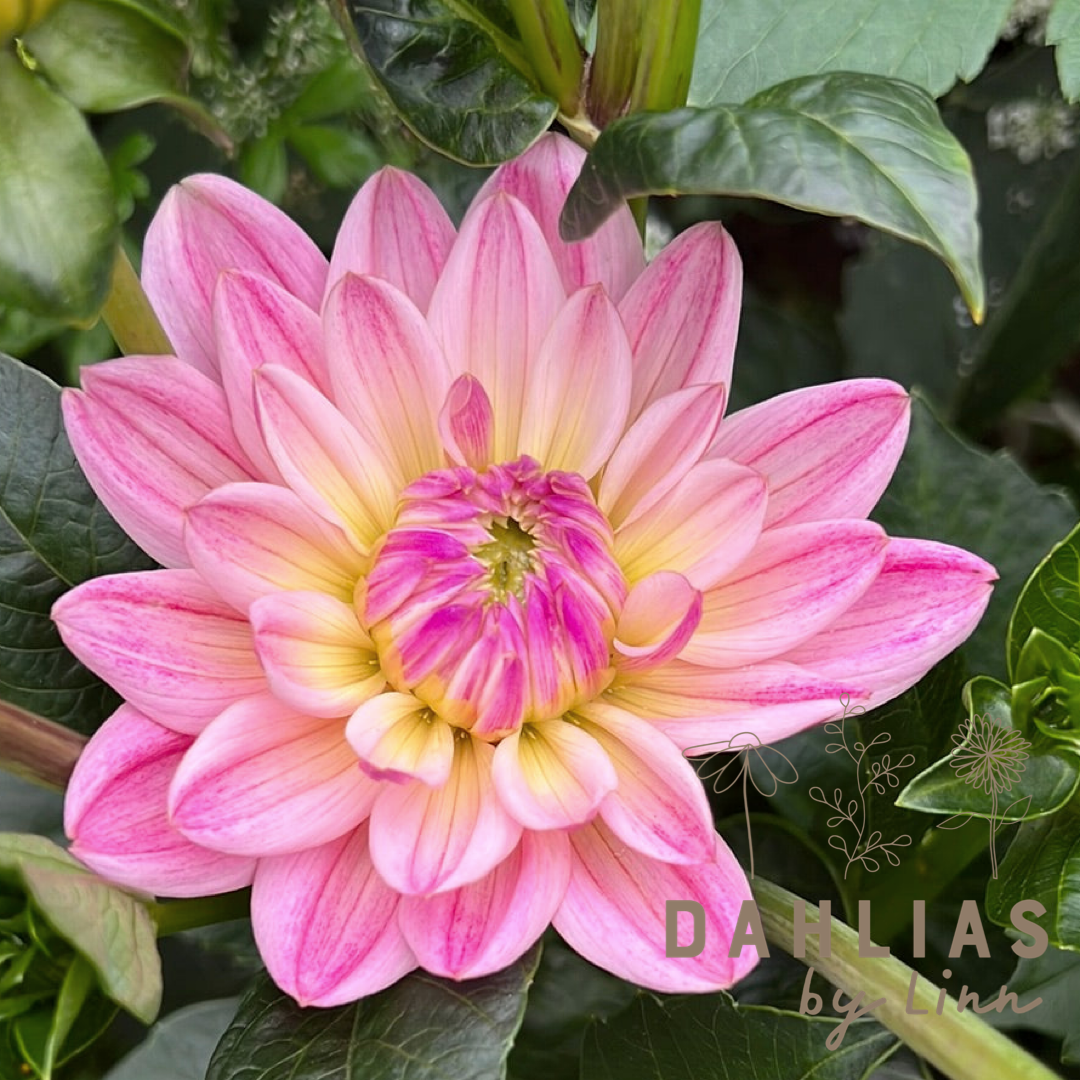 Dahlia Pink Magic – Dahlias By Linn
