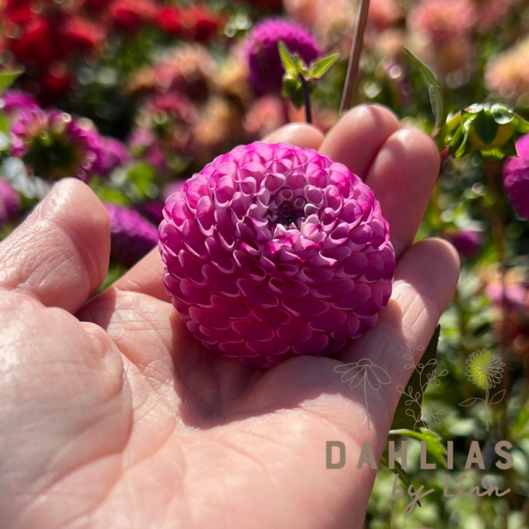 Dahlia Zippity Do Da Utgår!