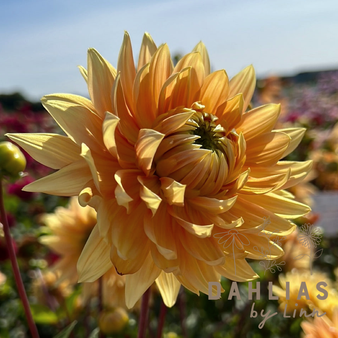 Dahlia Noordwijks Glory