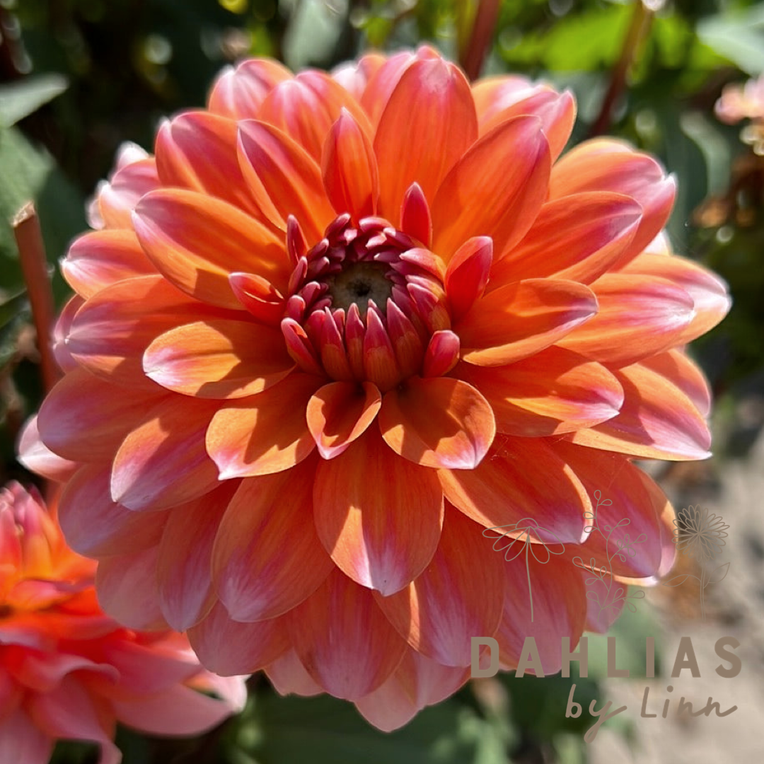 Dahlia Peaches and Vanilla