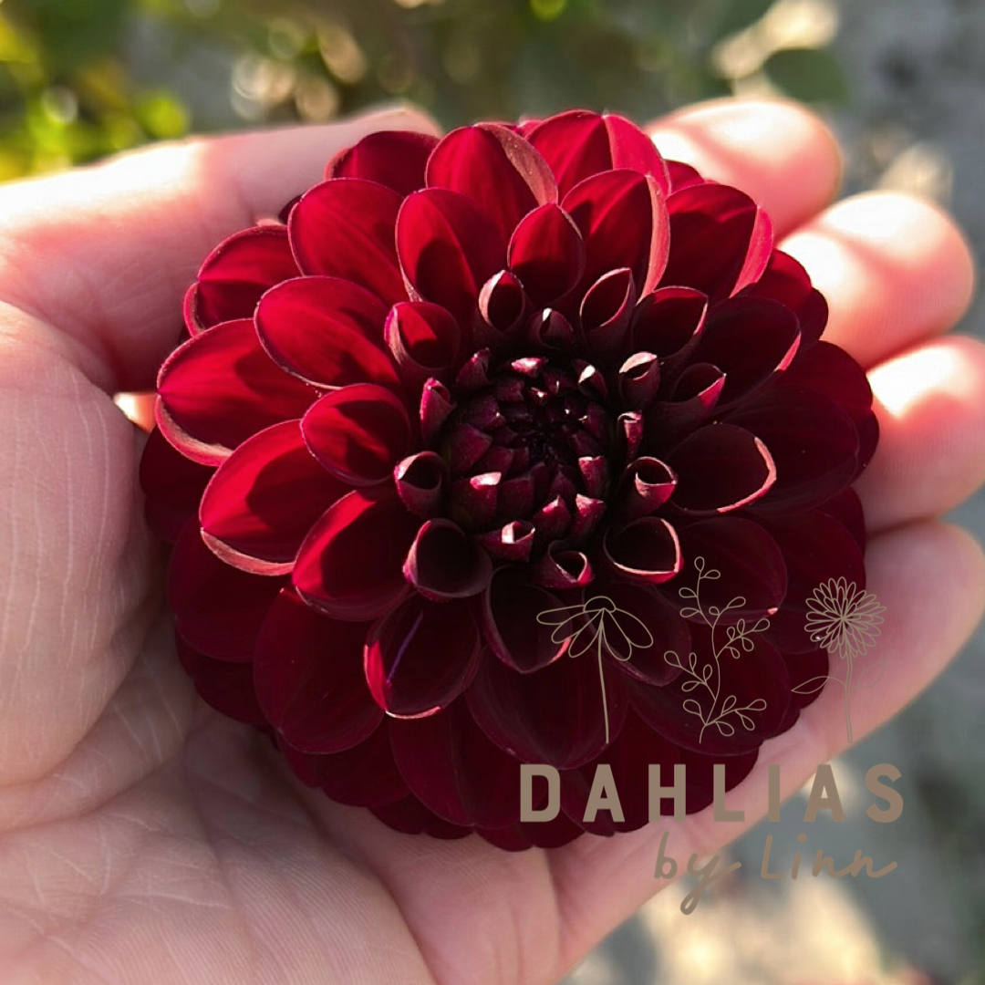 Dahlia Gipsy Night