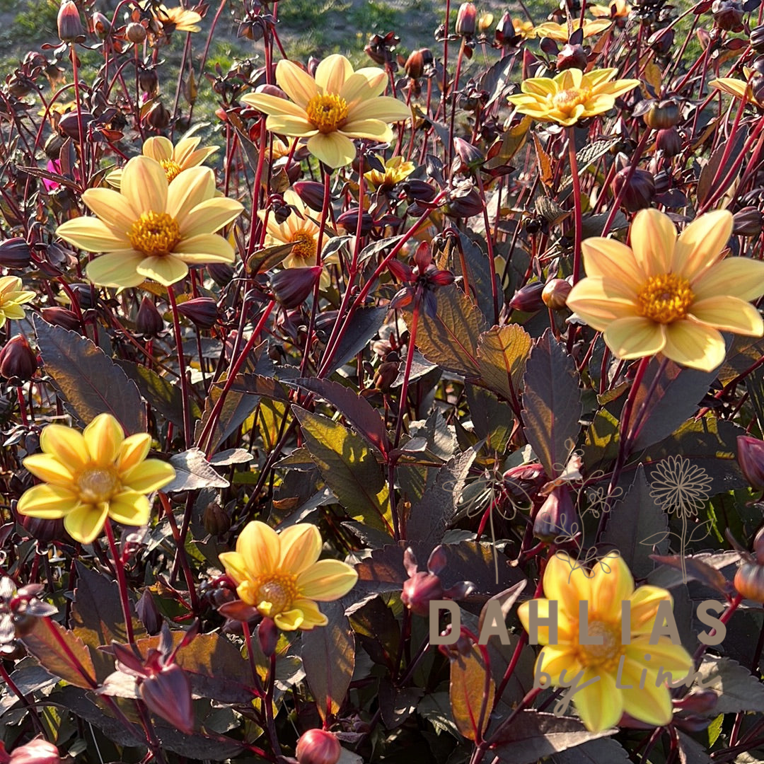 Dahlia HS Party ®