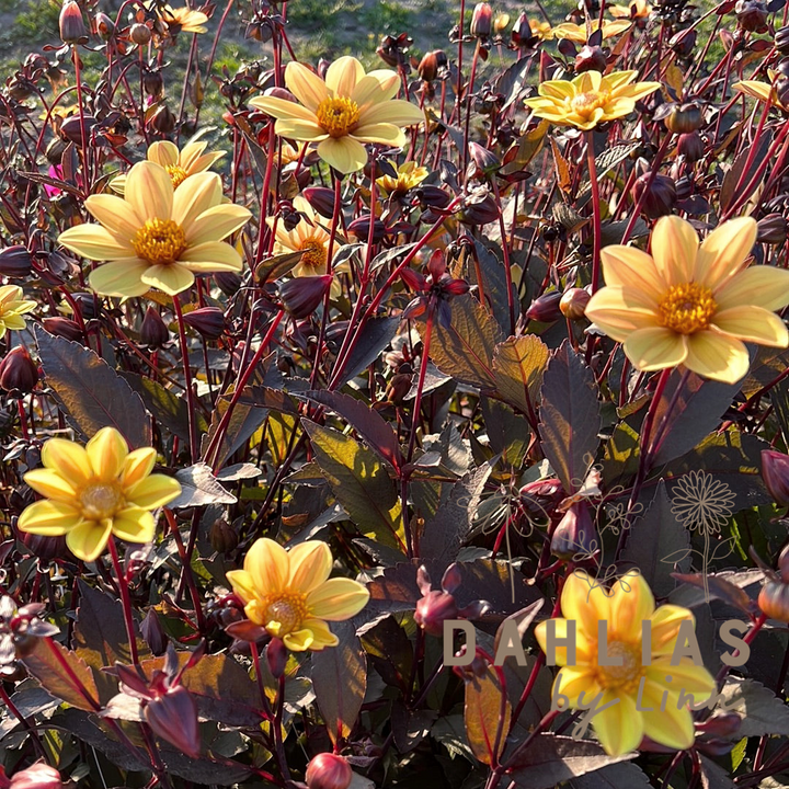 Dahlia HS Party ®