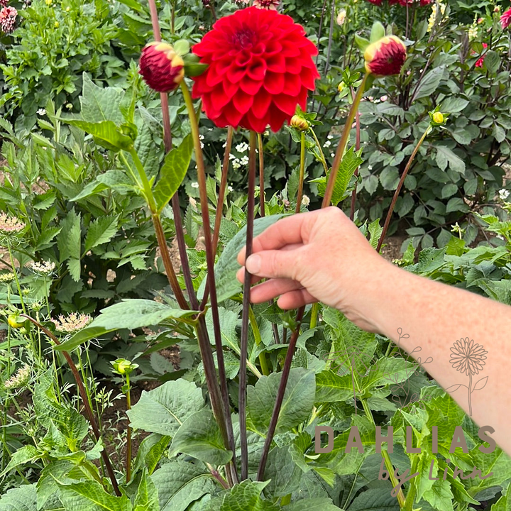 Dahlia Red Cape