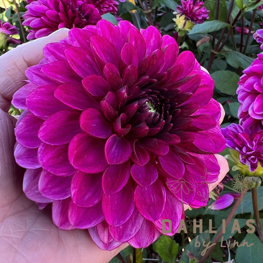 Dahlia Lilac Bull