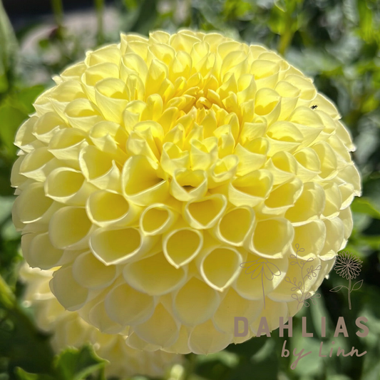 Dahlia Polventon Supreme