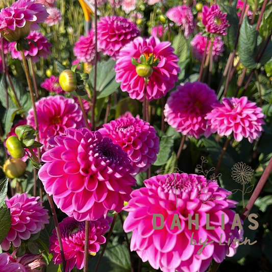 Dahlia Happy Hour
