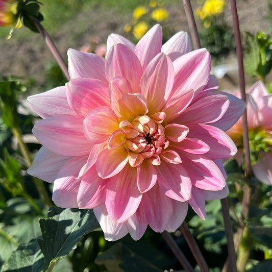 Dahlia Sheer Heaven