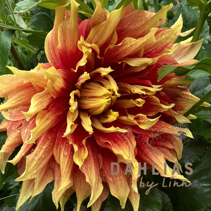 Dahlia Autumn Sunburst Utgår
