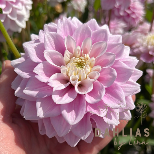 Dahlia Sweet Love