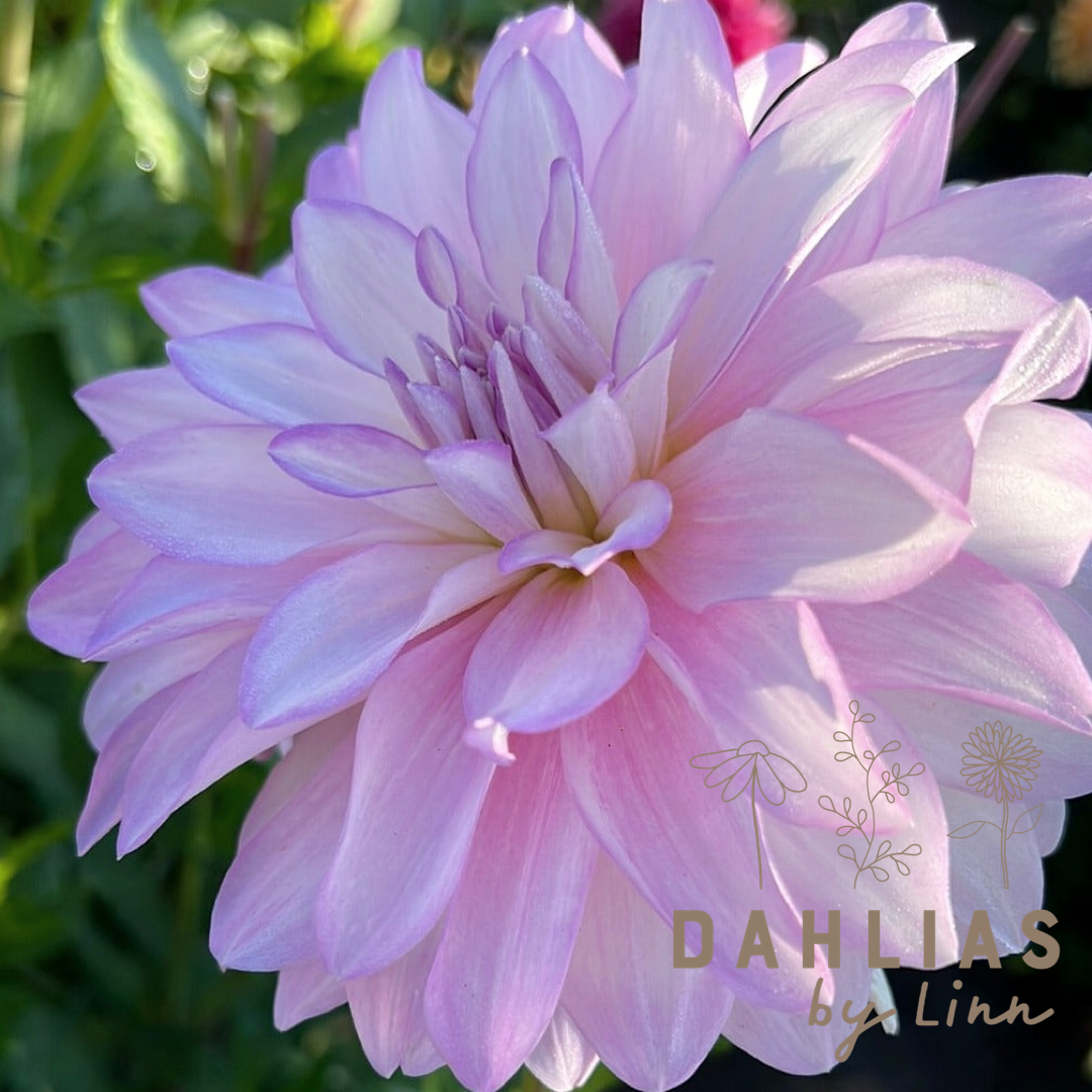 Dahlia Mikayla Miranda UTGÅR!