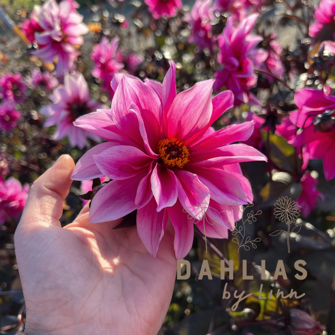 Dahlia Fascination