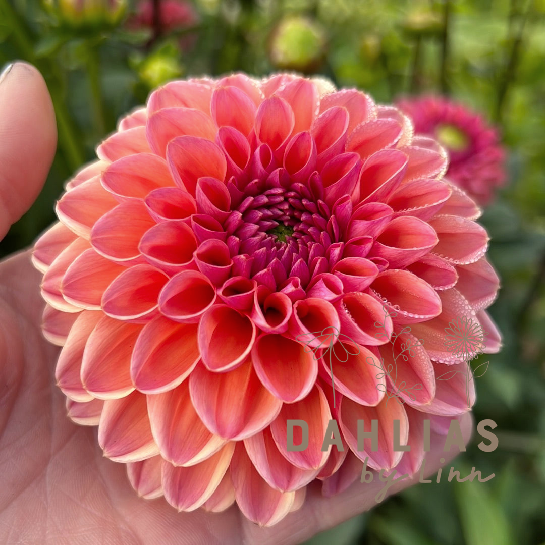 Dahlia Daisy Duke